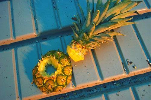 Zeleni vrh ploda koristi se za uzgoj novog ananasa.