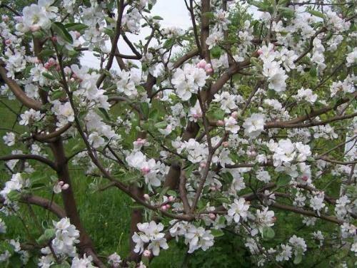 stablo jabuke cvjeta
