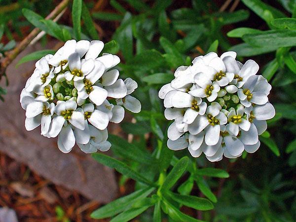 bijeli cvjetovi iberisa