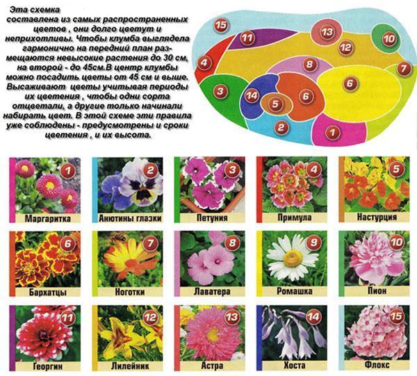 Shema cvjetnjaka od uobičajenih biljaka