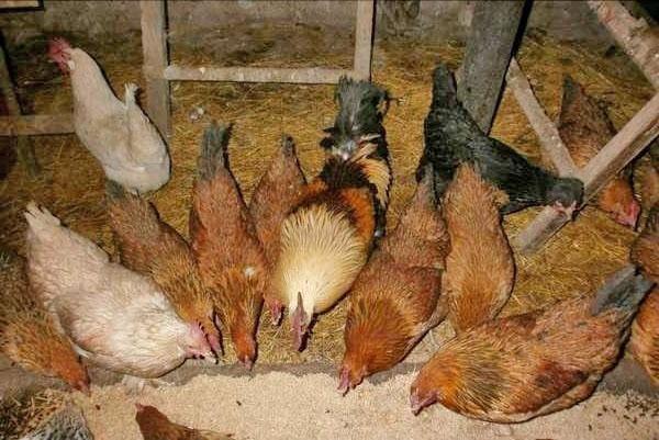 Kippen houden in een kippenhok