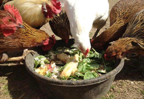Zelena hrana za kokoši nesilice