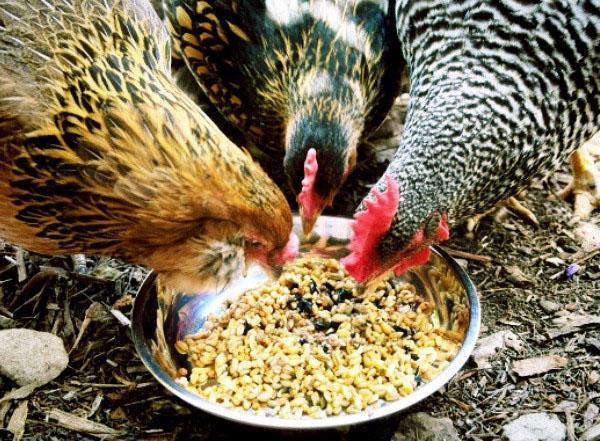 Hranjenje kokoši
