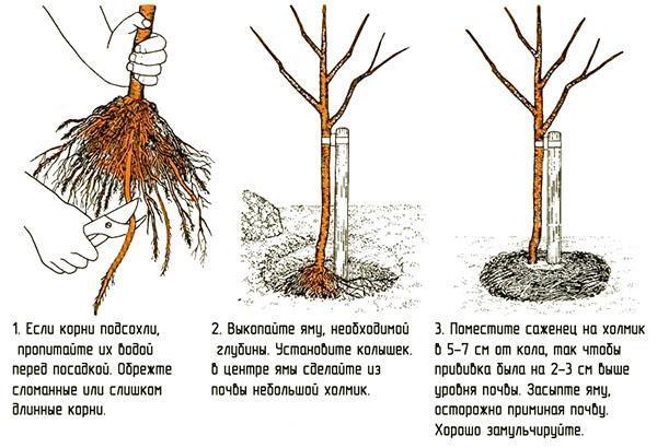 Sadnja sadnice s otvorenim korijenovim sustavom