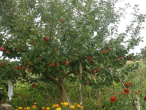 Stablo jabuke posađeno u ljeto počelo je uroditi plodom
