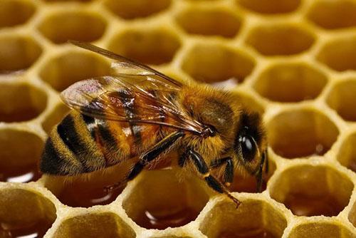 Pčelinjak se nalazi u blizini zasada bundeve