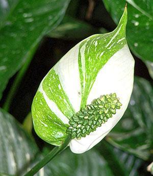 Izvorno cvjetanje spathiphylluma
