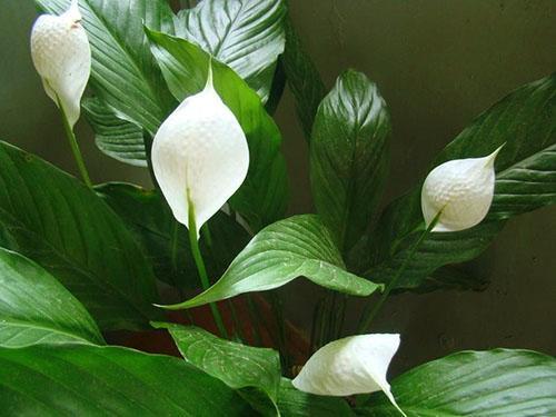 Zdrava biljka ima bijele cvjetove