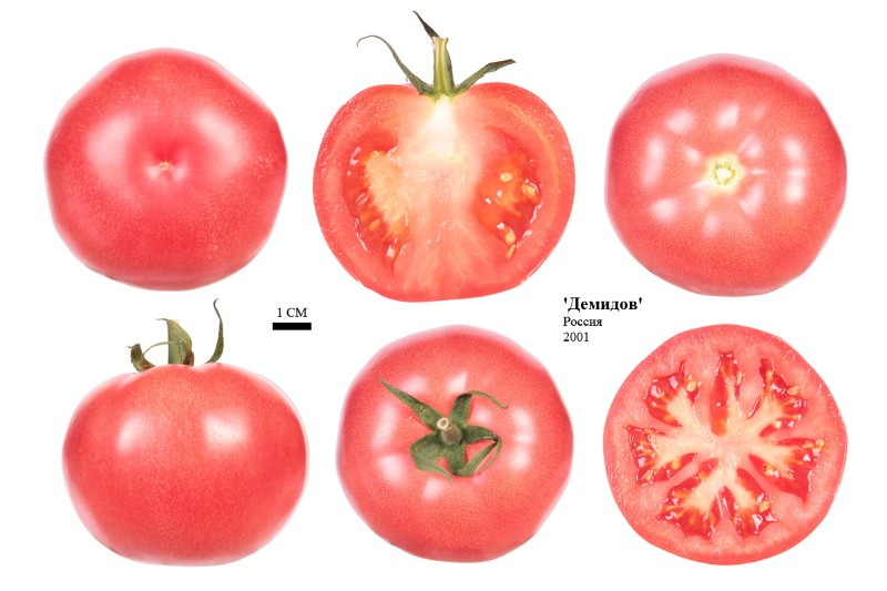 plodovi rajčice demidov