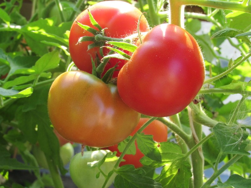 tomatenras demidov