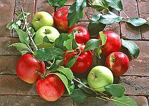 Dvije sorte jabuka na jednom stablu