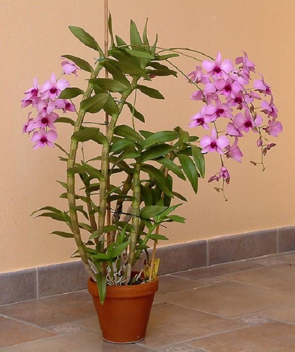 epifytische orchidee dendrobium