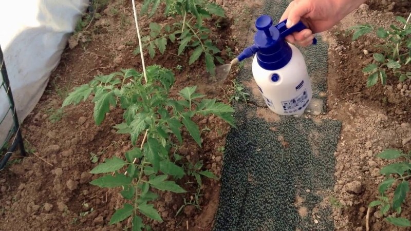 kako obraditi rajčice jodom