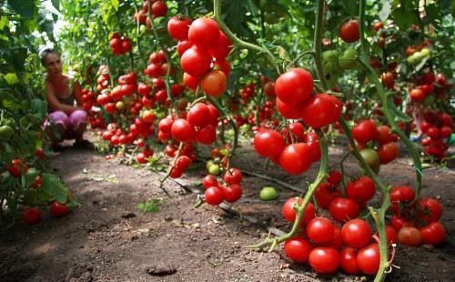 foto van onbepaalde tomatenrassen