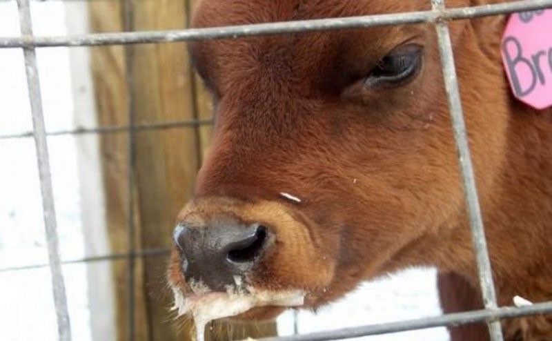 kwijlen bij koeien is een van de eerste tekenen van mond- en klauwzeer