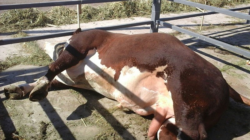 MKZ-sterfte is laag, maar dieren verliezen snel gewicht en melkproductie