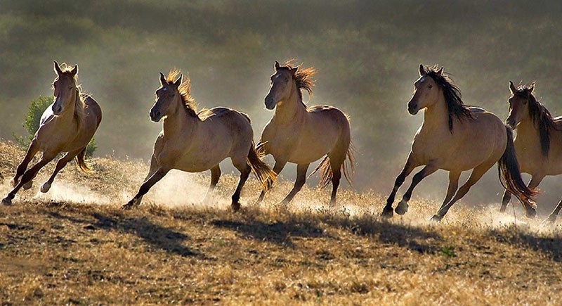 divlji konji