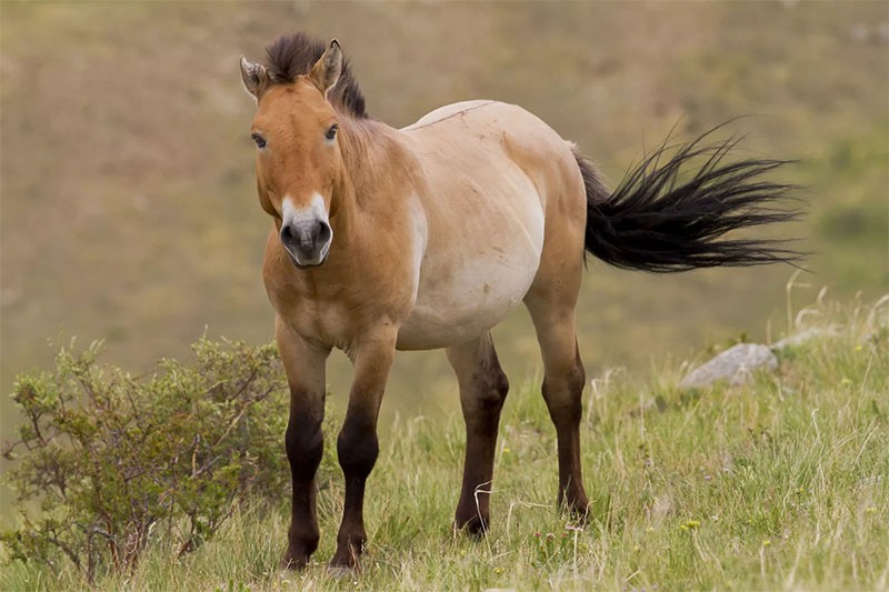Konj Przewalskog