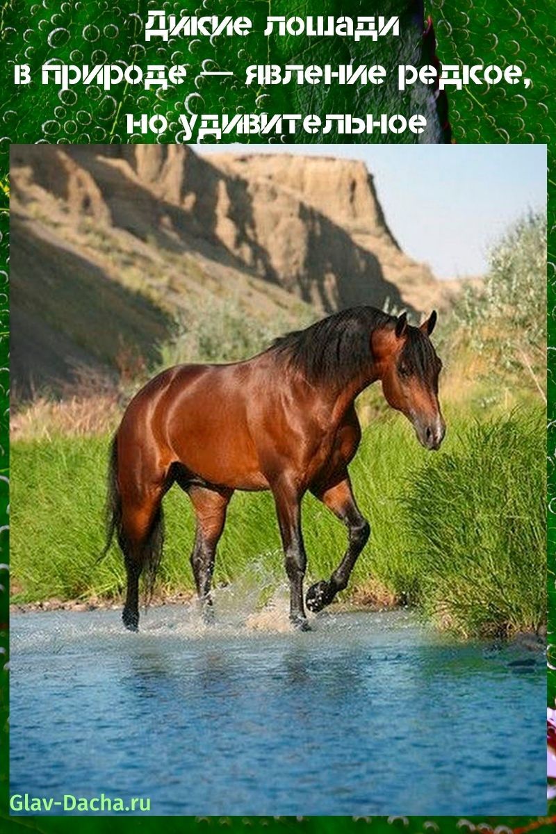 divlji konji u prirodi