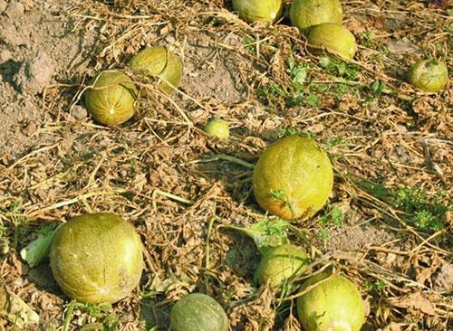 Meloenen worden gestrooid in een open tuin