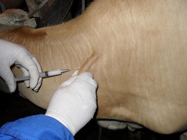 Vaccinatie van dieren