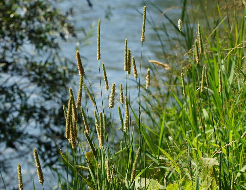 žitna biljka timothy trave