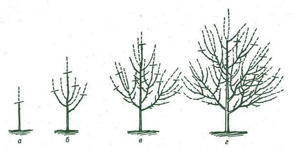 shema orezivanja šljive u prvim godinama nakon sadnje