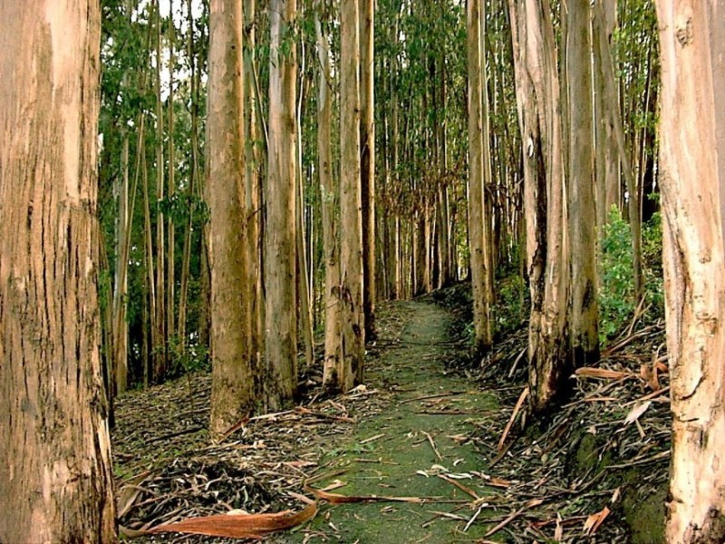 eucalyptus voor bodemdrainage
