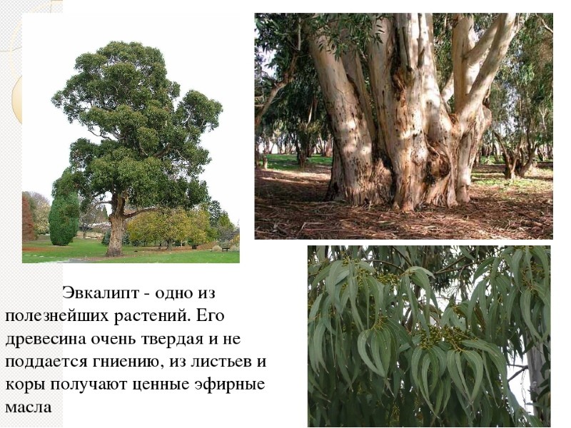 waar wordt eucalyptus voor gebruikt?