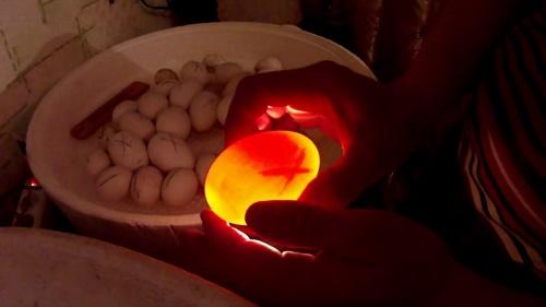 prozirna jaja