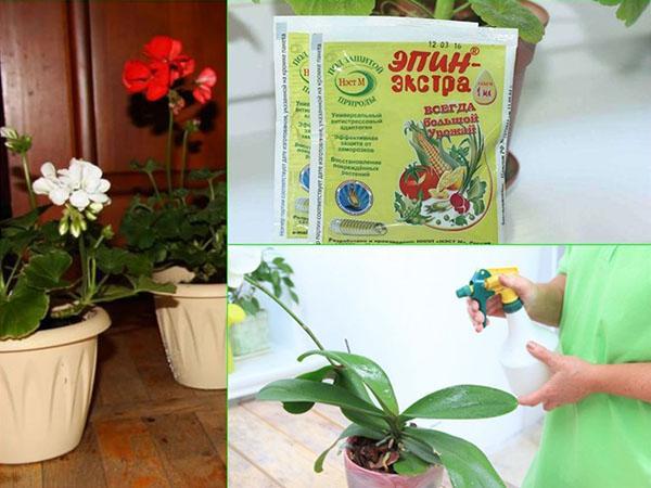 Epin Extra za sobne biljke