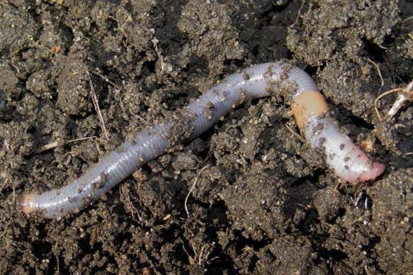 regenworm nuttig voor bodem