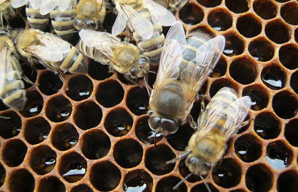 bijen in een bijenkorf