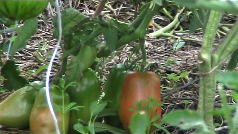 rajčica sibirska trojka