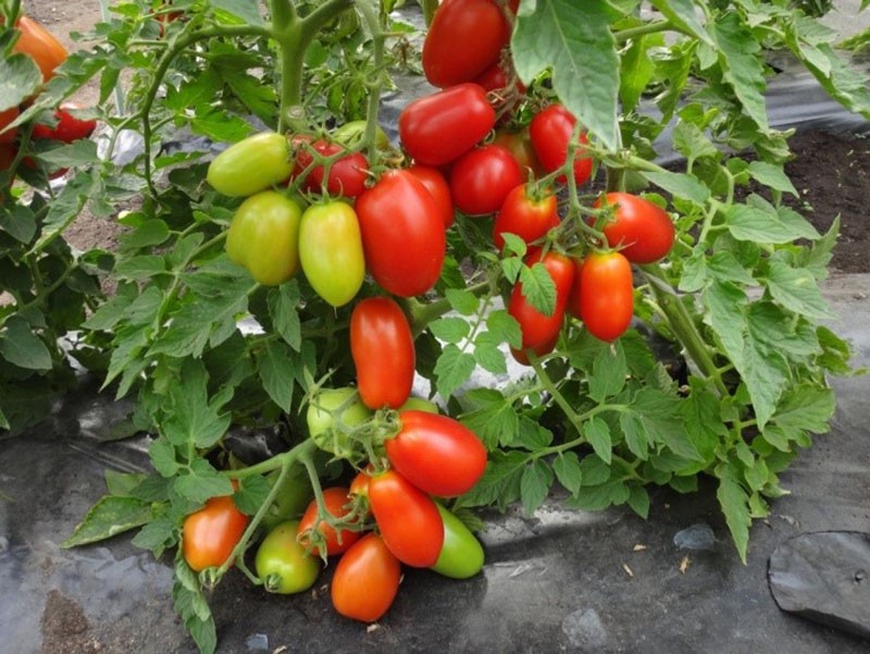 hoogproductief tomatenras Kaspar