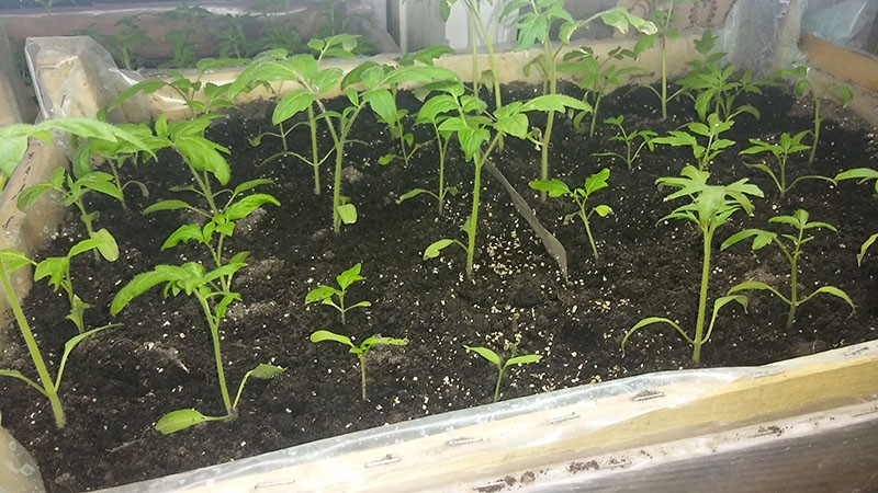 sadnice sjemena rajčice