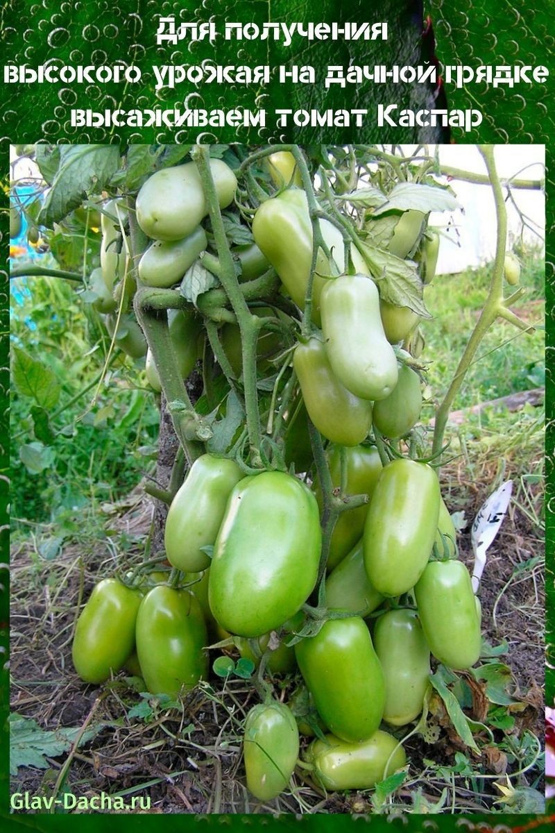 hybride tomaat Kaspar