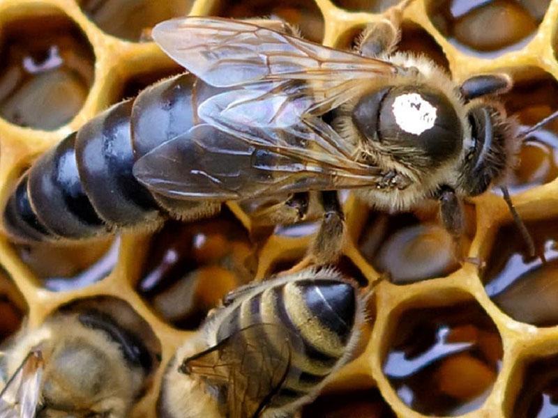 bijen in een bijenkorf