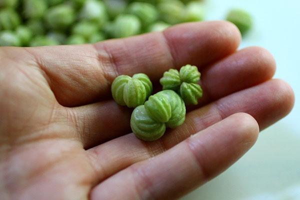 groene Oost-Indische kers zaden voor het maken van kappertjes