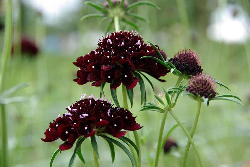 paarse scabiosa