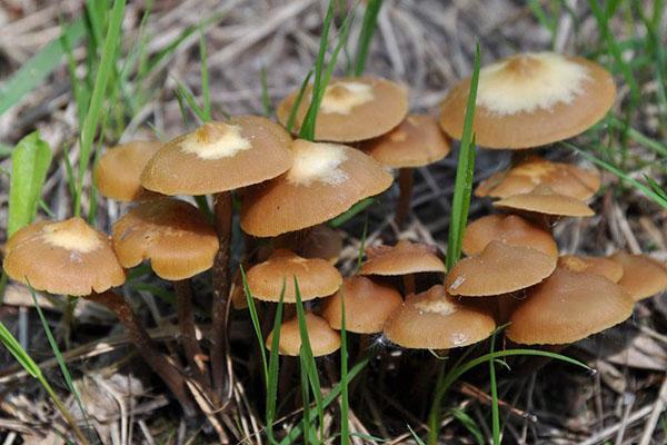 proljetne gljive