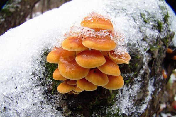 zimske gljive