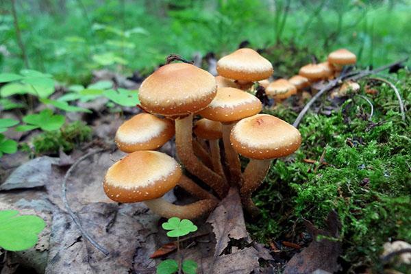 ljetne gljive