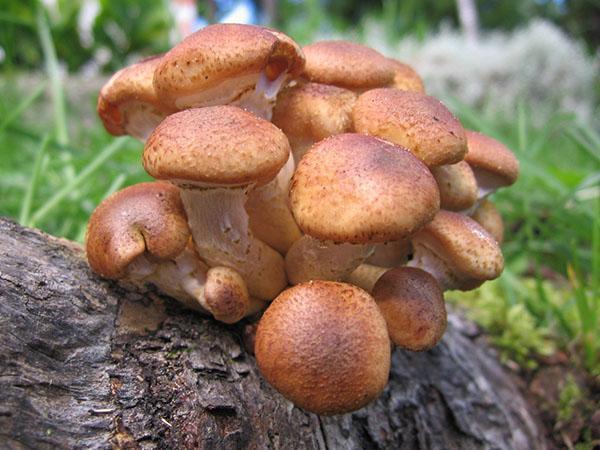 gljive gljive
