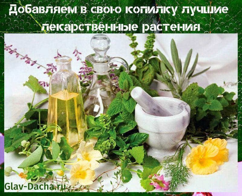 medicinale planten