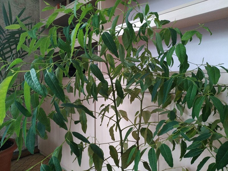 kućna biljka eukaliptus u stakleniku