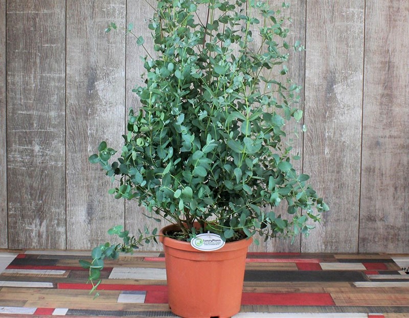 uzgoj eukaliptusa kod kuće