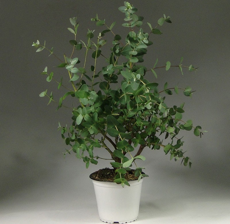 kućna biljka eukaliptus gunny