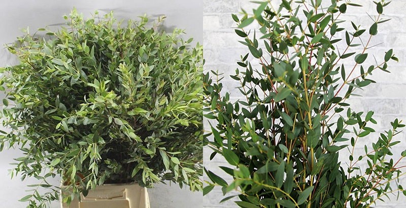 eukaliptus parvifolia