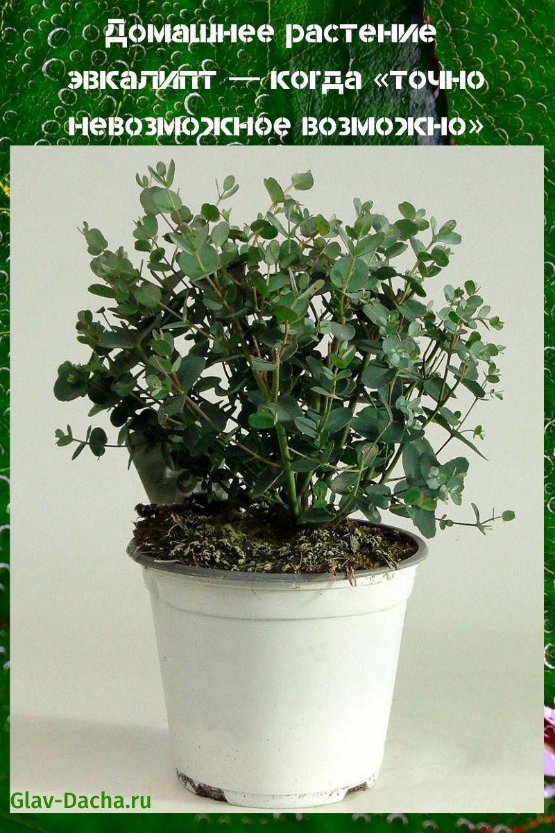 kućna biljka eukaliptus